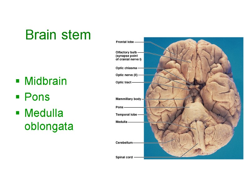 Brain stem    Midbrain Pons Medulla oblongata